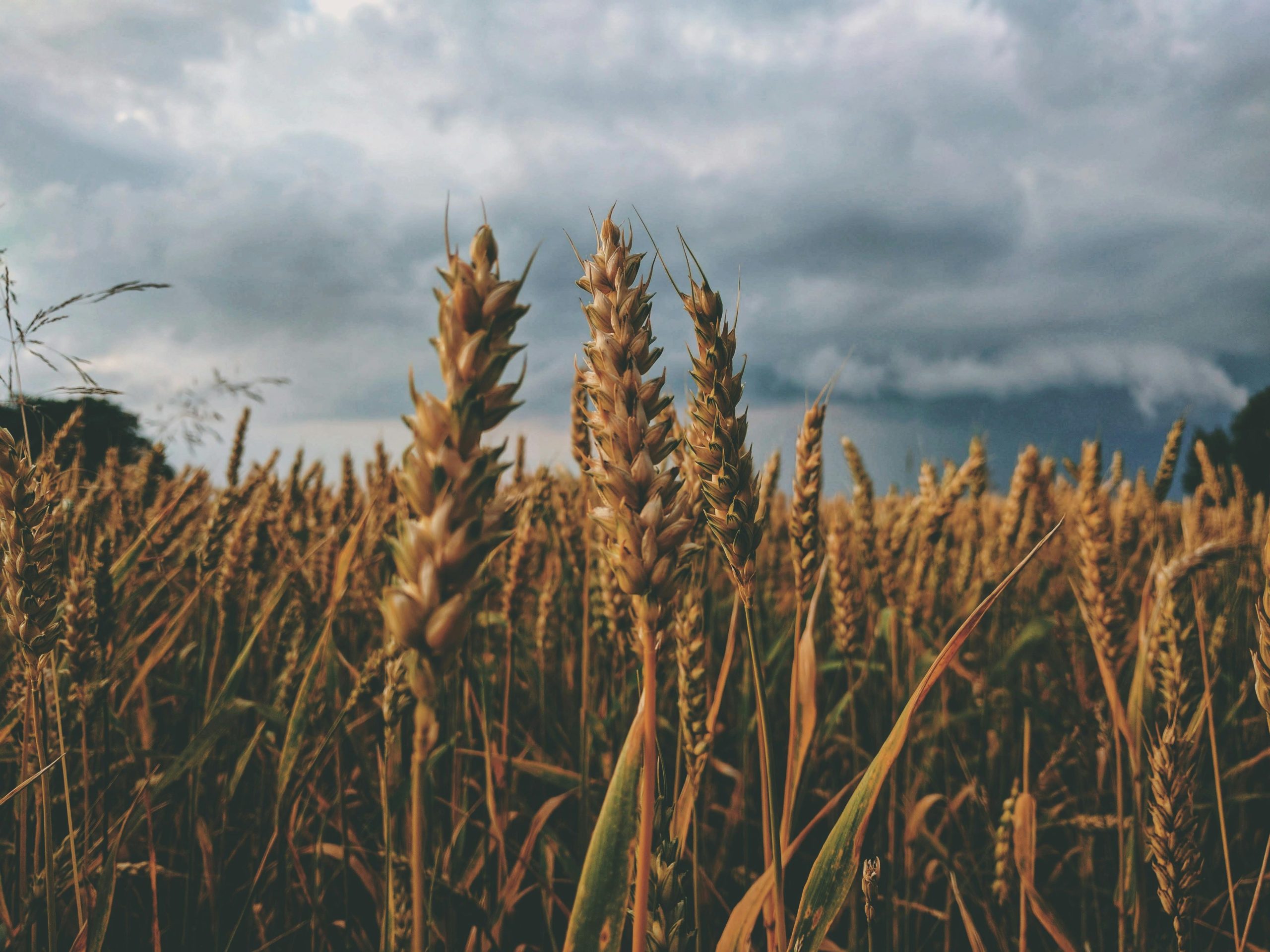 An expansive view of wheat crops under a dramatic cloudy sky, capturing rural life.